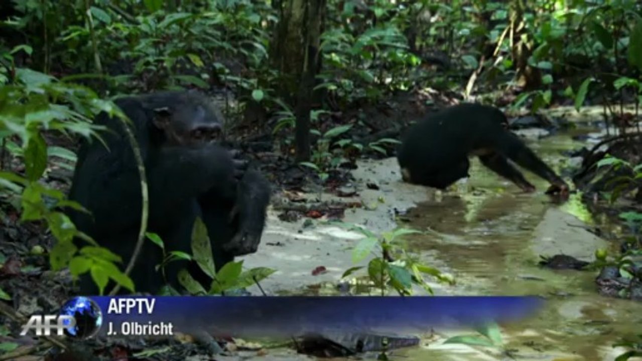 Neu im Kino: 'Schimpansen' - Wildtiere hautnah (Jane Goodall)