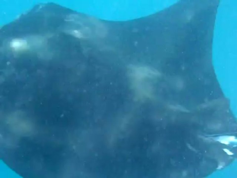Manta