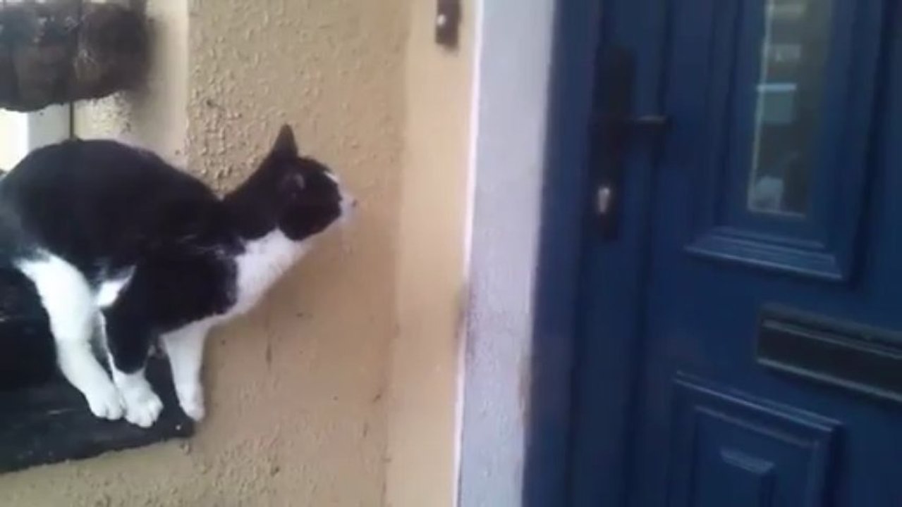 Chat malin ouvre une porte