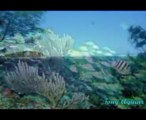 Todo o azul do mar - 14 Bis.flv