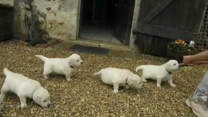 Les goldens à 4 semaines 1/4