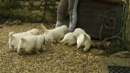 Les goldens à 4 semaines 2/4
