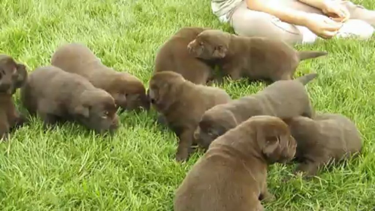 Les bébs labradors à 3 semaines