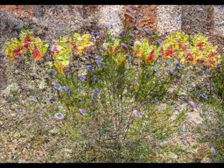 PRINTEMPS .Réalisation Gérard GAUTHE