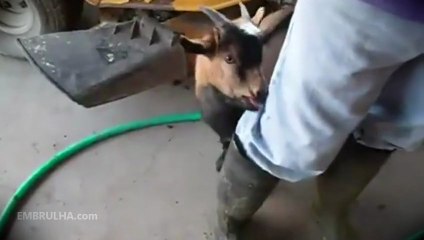 cabra imita galinha | EMBRULHA.com