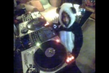 Quand le panda na plus de bambou il mange du vinyle