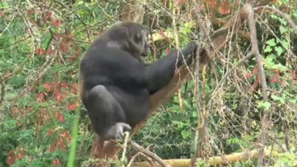 Els ximpanzés, en perill