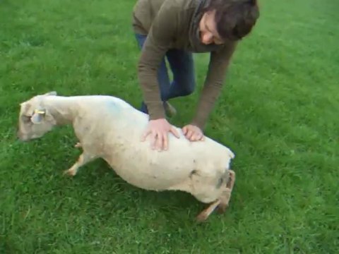 Le sauvetage de la brebis