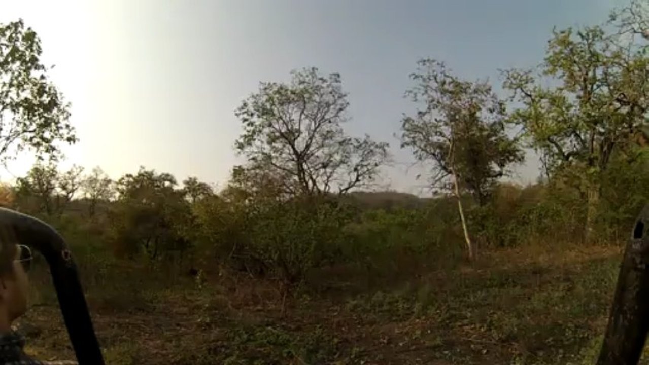 Les singes dans la réserve Corbett