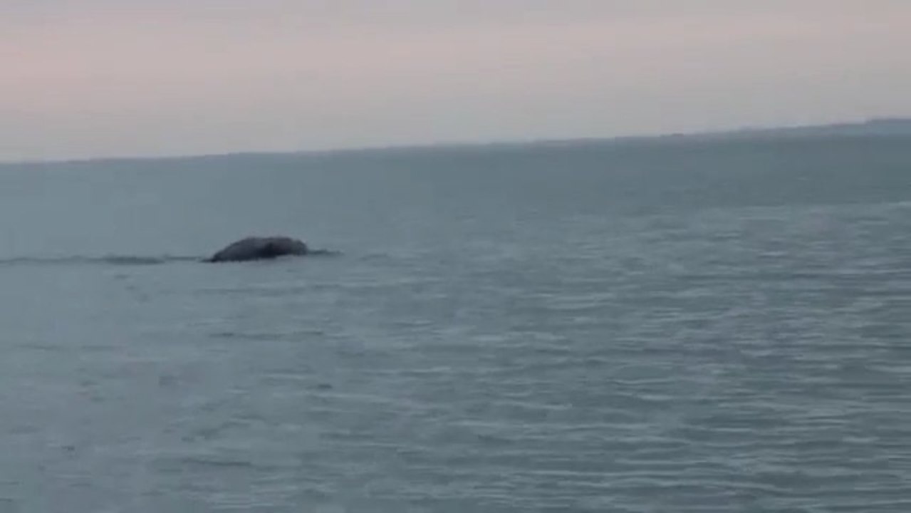 Un monstre marin filmé en Irlande.