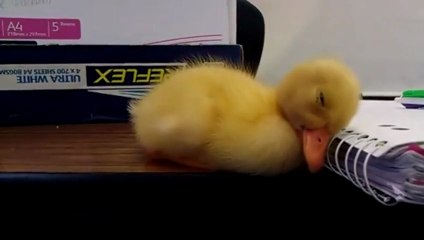 Baby Duck Can't Stay Awake
