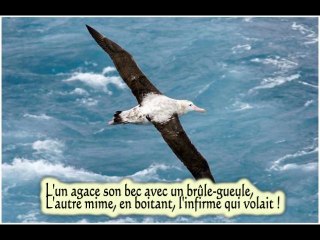 L'albatros de Charles Baudelaire