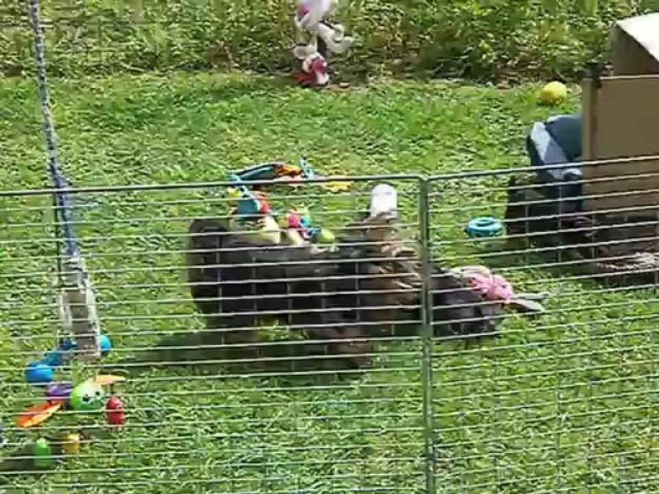 CYBELLE et ses bébés 09 mai 2013