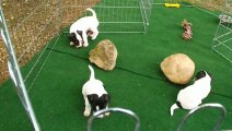 Chiots Jack Russell Terrier 1 mois 8 jours