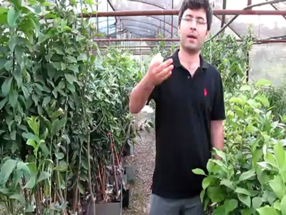 Aşılı Yarı Bodur Klasik Anaçlı Badem Fidanı Dikim Aralıkları Mesafeleri Nelerdir