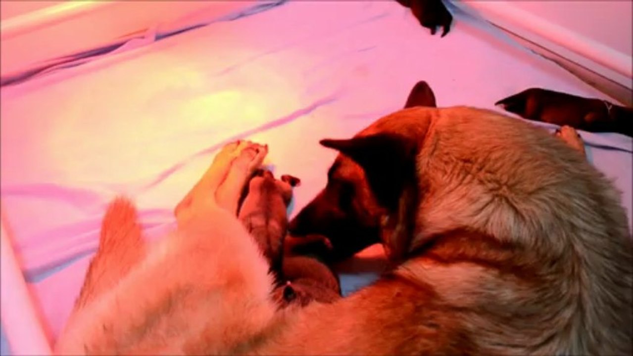 Chiots Berger Malinois de Gaia Vlka