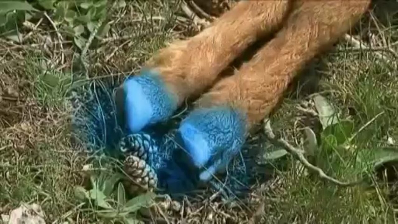 Colère et désespoir des bergers des Alpes-Maritimes contre les loups