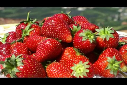 ORKESTRA GÜLTEKİN KAPTAŞ 05321705351,05398683341