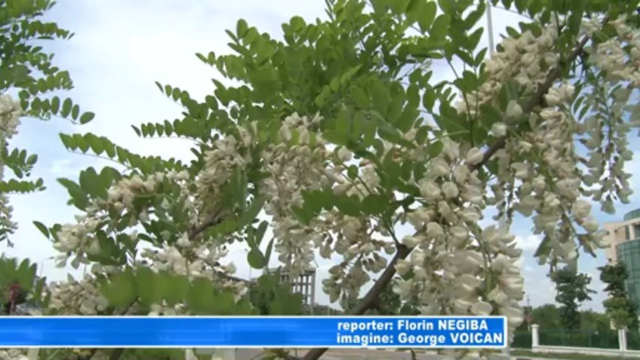 BOALA FLORILOR