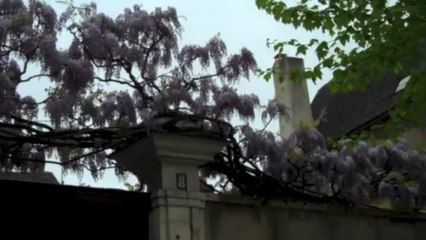 Glycines en beauté à Auxerre