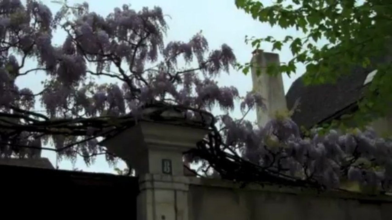 Glycines en beauté à Auxerre