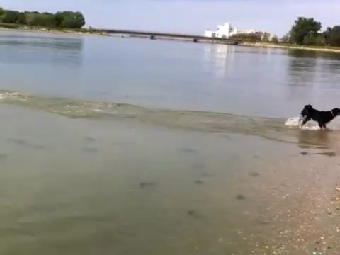 Baignade en Mai a la Grande Motte avec Houba, chiot Bouvier d'Appenzell