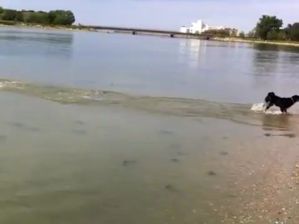 Baignade en Mai a la Grande Motte avec Houba, chiot Bouvier d'Appenzell