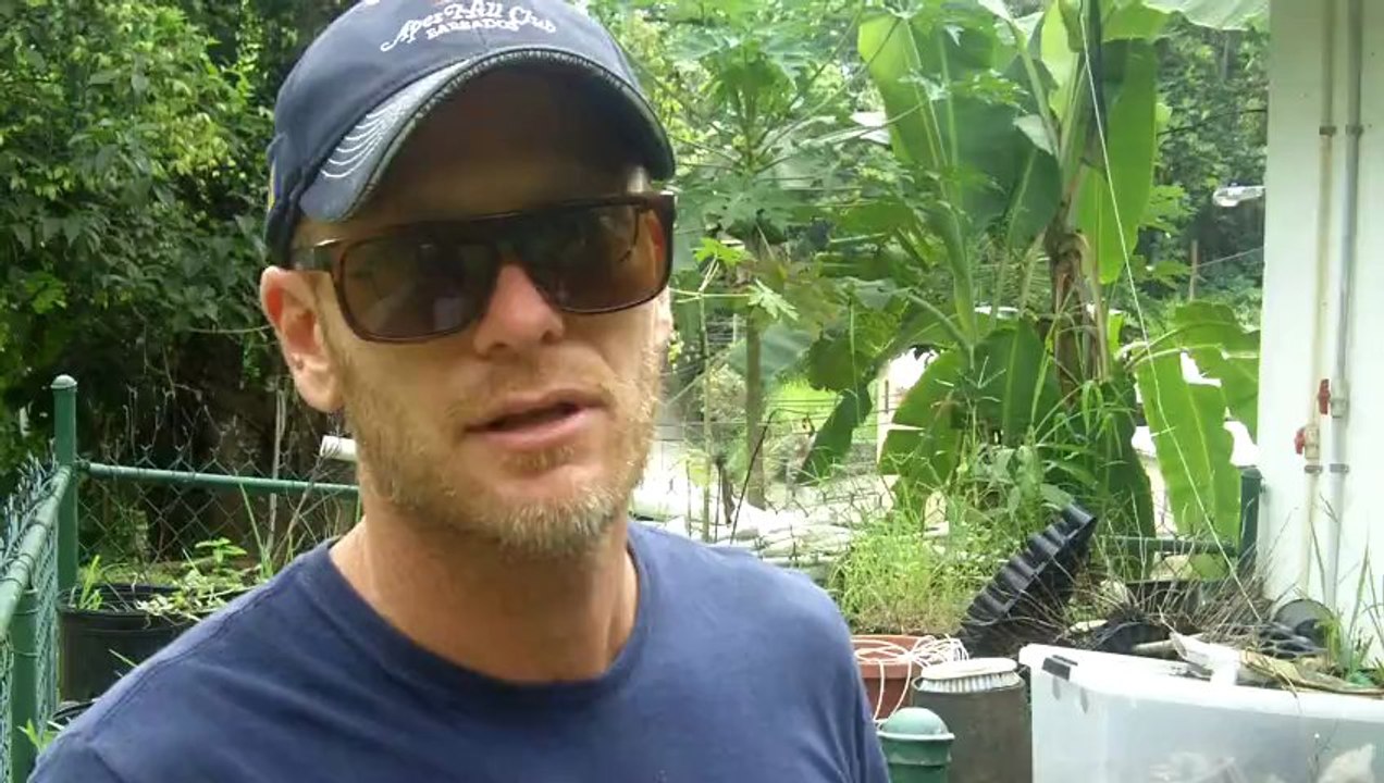 Achieving Sustainable Living: Aquaponics Food Sustainability