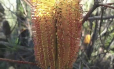 Blue Mountains by Kangourou24