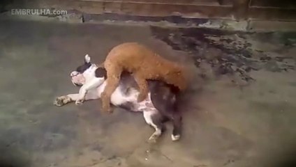 O desespero de um cão - EMBRULHA.com