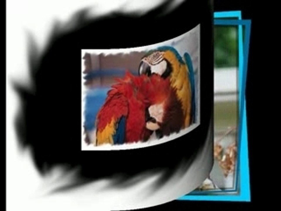 le perroquet et ses moments de tendresse