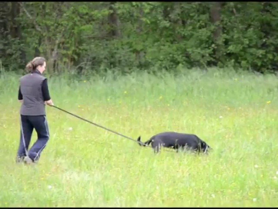 Feena von den Nibelungen - Préparation de l'IPO 3 Partie A (pistage)