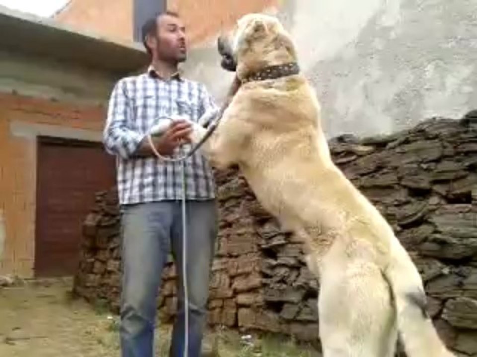 aygır