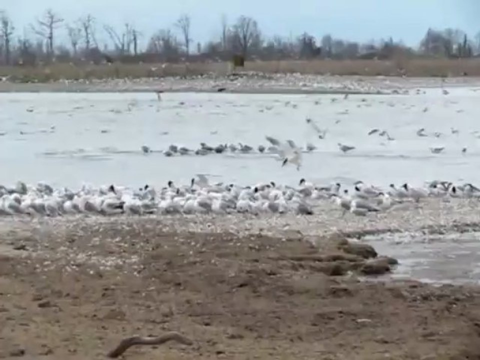 oiseaux