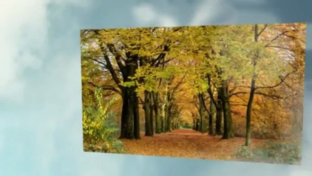 Centerville Tree Service & Landscaping - (703) 881-6465