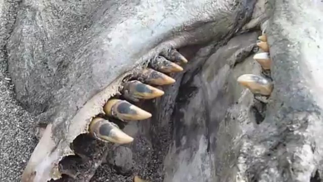 Cadavre d'une étrange créature marine