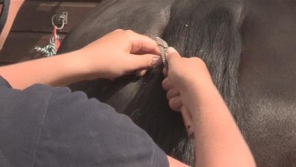 How To Shape A Horses Tail