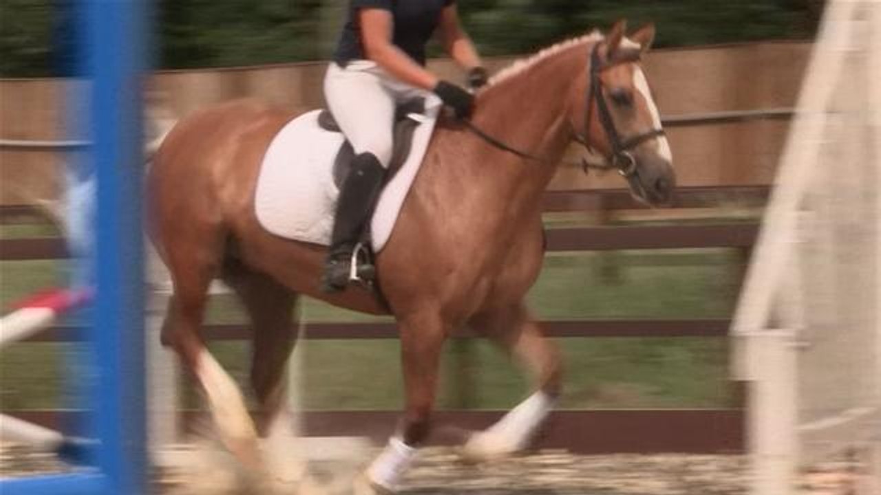 How To Remember Show Jumping Courses
