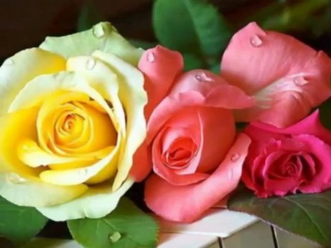 Rod Stewart-When I Need You - YouTube