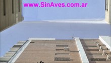 Como erradicar palomas definitivamente de un pozo de aire de un edificio