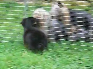 LES BEBES de CYBELLE