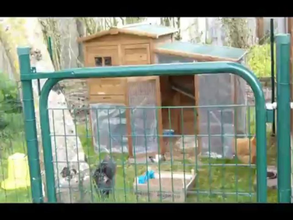 Mes poulettes soyeuses