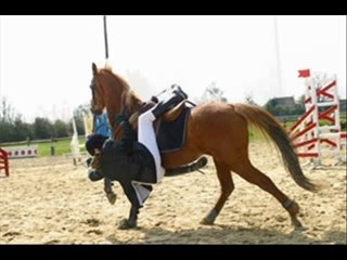 Top Des Gamelles Drôles du Net 🐴