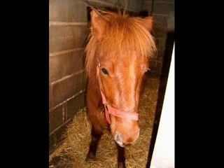 chevaux du club
