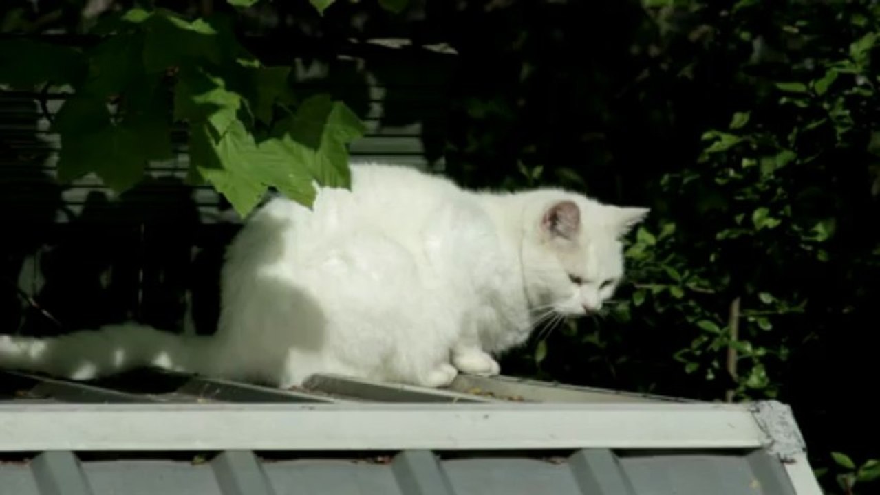 cat