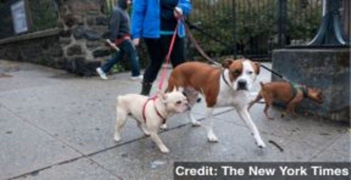 Owning a Dog Linked to Reduced Heart Disease Risk