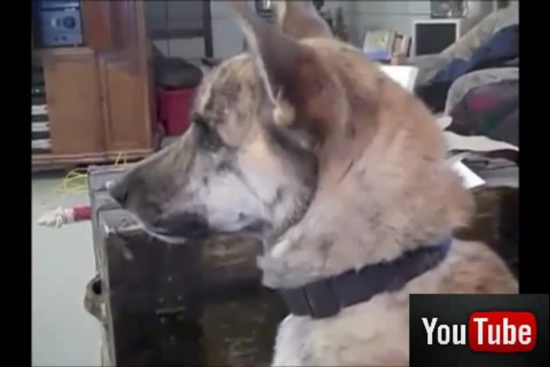 Youtube: dog tease (c)