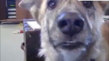 Uitzendinggemist: dog tease (c)
