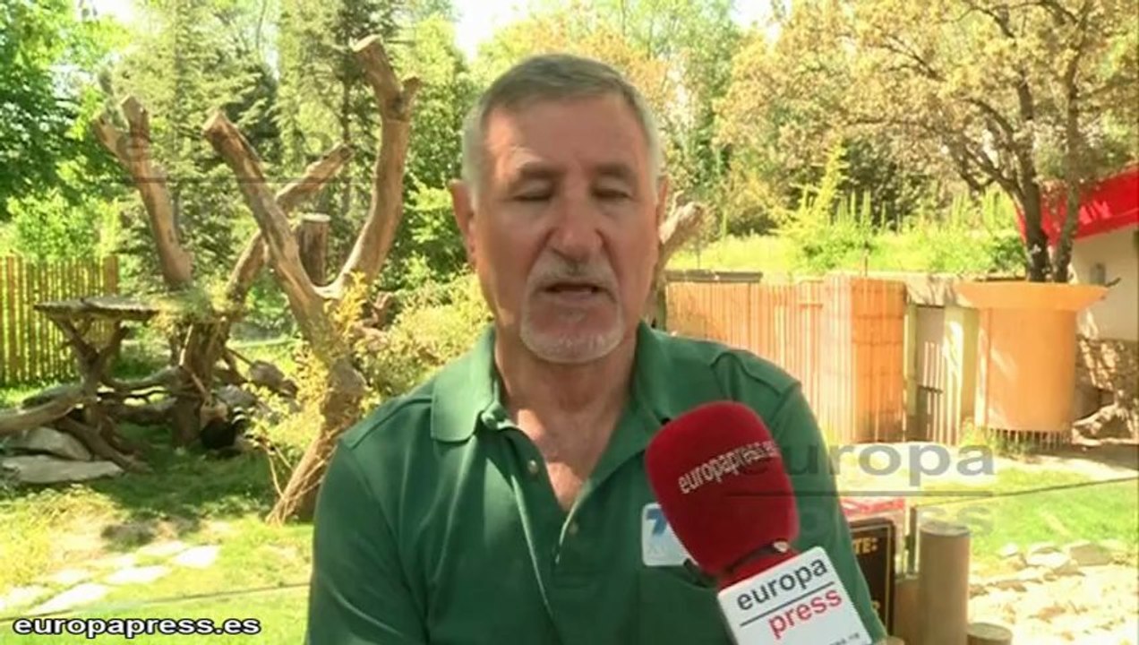 El Zoo de Madrid despide a las crías de oso panda