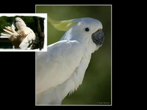 perroquet: le cacatoès